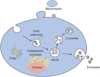 Advances in Mesenchymal Stem Cell-Derived Exosomes as Drug Delivery Vehicles